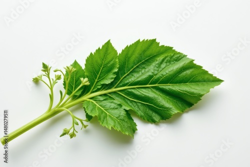 a mizuna leaf, white background, feathery look, spicy note, 4k resolution