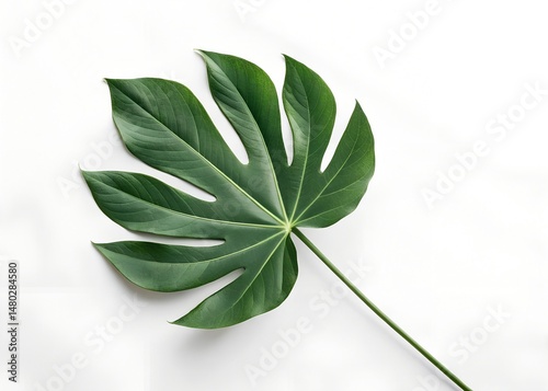 Minimalist white background with a single green tropical leaf centered, clean layout, natural lighting, no textures, studio style composition.