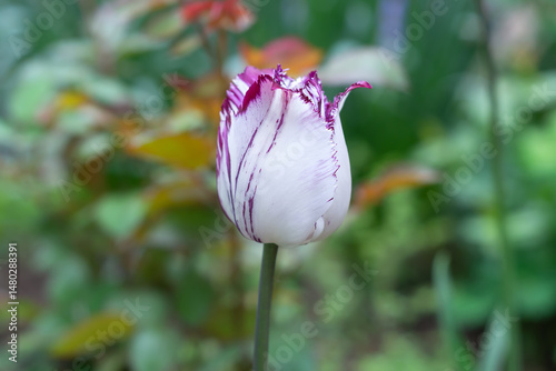 A white and purple fringed tulip on a defocused background of a spring garden. Selective focus