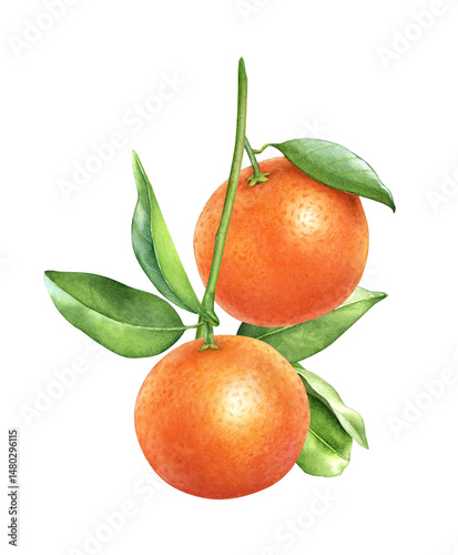 Watercolor illustration of the ripe orange fruits on the branch with green leaves