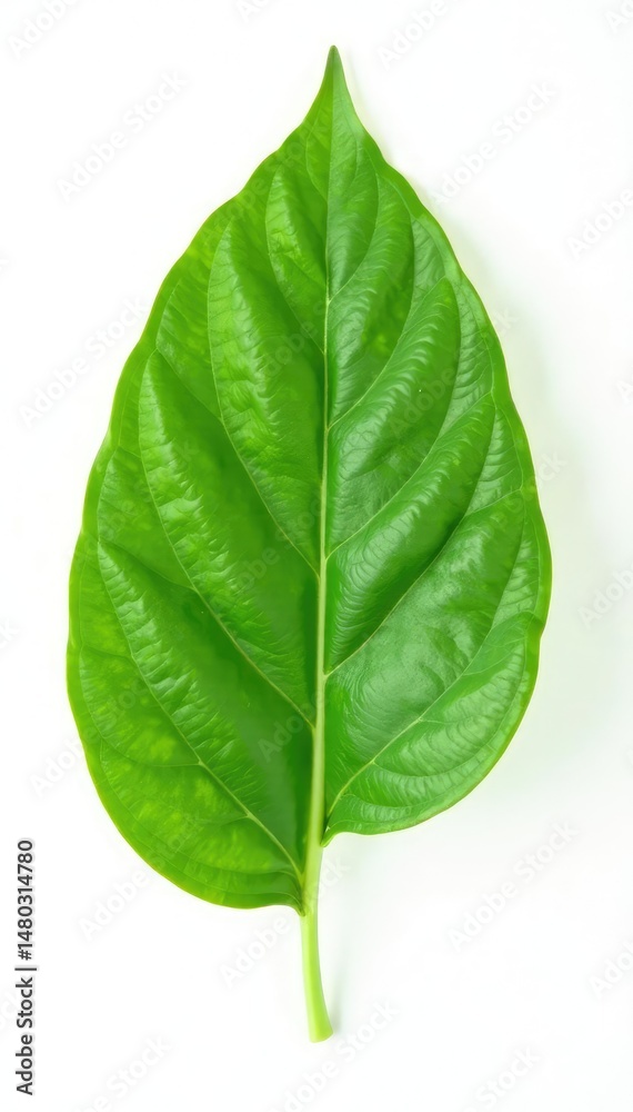 Obraz premium Single leaf with veins on a pure white background, isolated, photography, botanical