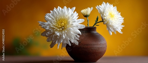 White chrysanthemums bloom in earthen vase