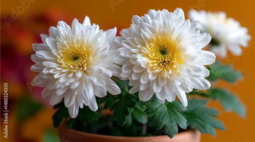 White chrysanthemums bloom in terracotta pot