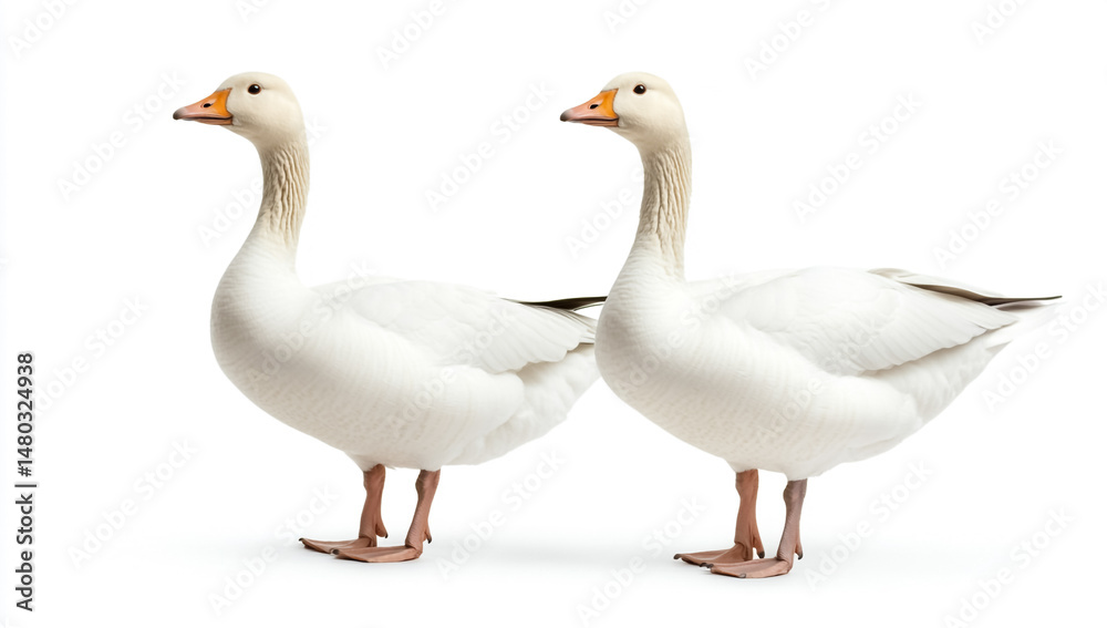 Obraz premium Full-Body White Geese Standing, Side View