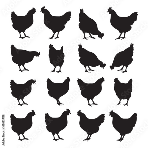 This vector set showcases a collection of chicken silhouettes, a farm poultry design