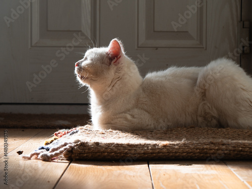 White fluffy cat relaxes on rug in warm sunlight home hallway 