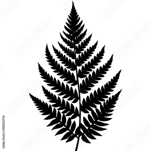 fern isolated on white background