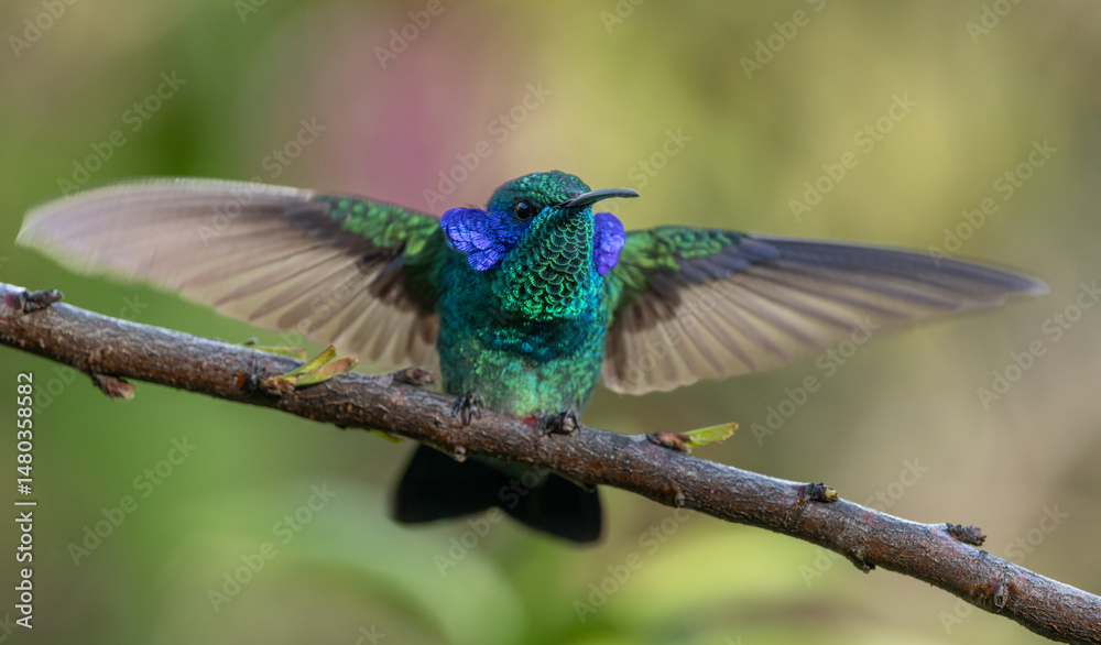 Fototapeta premium Hummingbird in the rainforest of Costa Rica