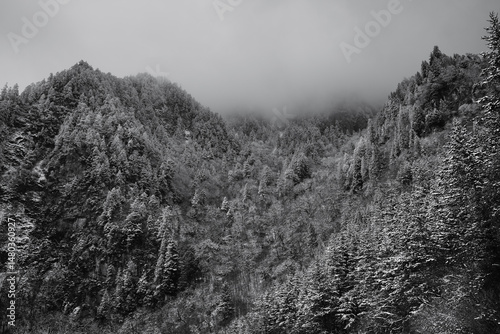 A dense forested mountain slope covered in a light layer of snow. Tall pine trees rise up the hillside, disappearing into thick fog near the top, creating a cold, misty, and mysterious winter 