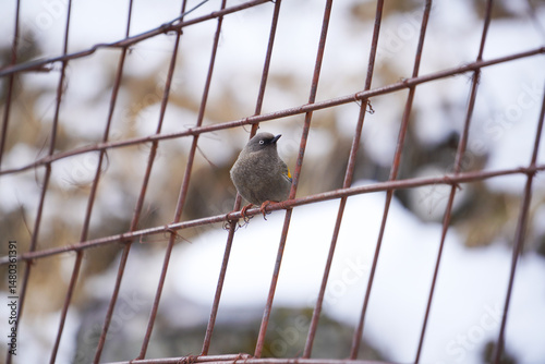 Elliot's laughingthrush (Trochalopteron elliotii), A small bird is perched delicately on a rusted wire fence, blurred  revealing a snowy or frosty landscape on winter in background 