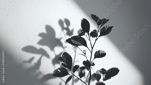 plant silhouette on white wall
