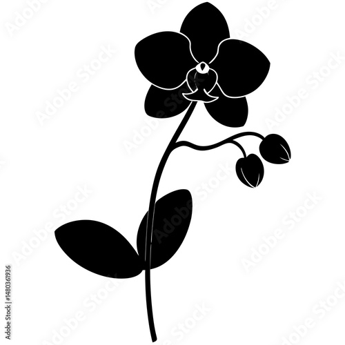 orchid flower vector illustration