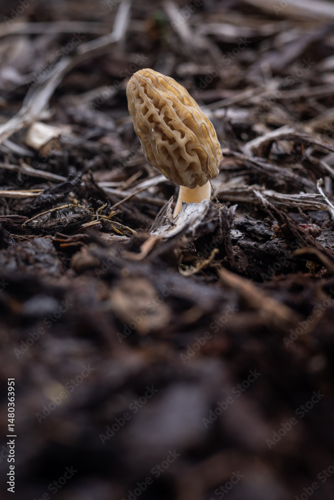 Obraz premium Close up of a fresh morel mushroom growing in garden mulch in Oregon. Morels are a large part of the culinary culture in the USA.
