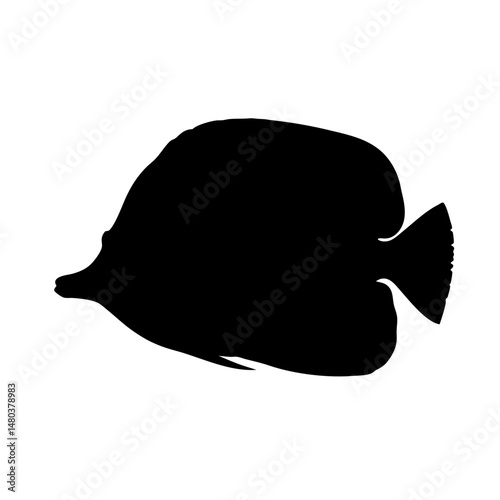 Silhouette of a tropical fish butterflyfish marine life underwater ocean wildlife animal reef fish species