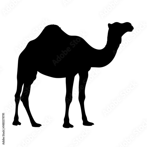 Camel silhouette isolated on white background, Black silhouette of a single-hump camel standing, ideal for desert-themed graphics, travel icons, or wildlife illustrations.

