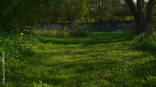 A peaceful pathway lined with vibrant green grass and wildflowers leads into a tranquil forest setting. Sunlight shines through the trees, creating a calming atmosphere.