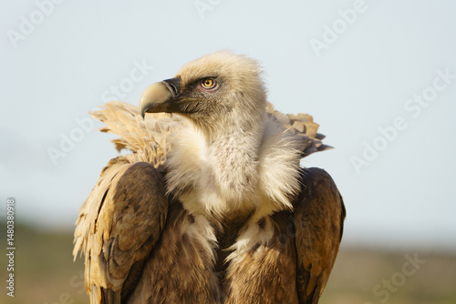 Close up shot of an Eurasian Griffon Vulture (Gyps fulvus)