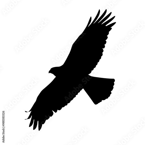 Eagle silhouette flying bird of prey raptor black and white soaring wings wildlife nature animal