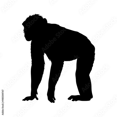 Silhouette of a chimpanzee monkey ape primate wildlife animal mammal zoo jungle forest africa black photo