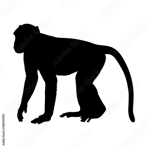 Silhouette monkey animal primate ape mammal wildlife jungle forest zoo black shape vector image