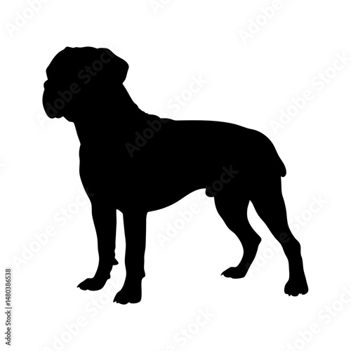 Silhouette of a boxer dog breed standing tall and proud pet animal canine friend companion doggy