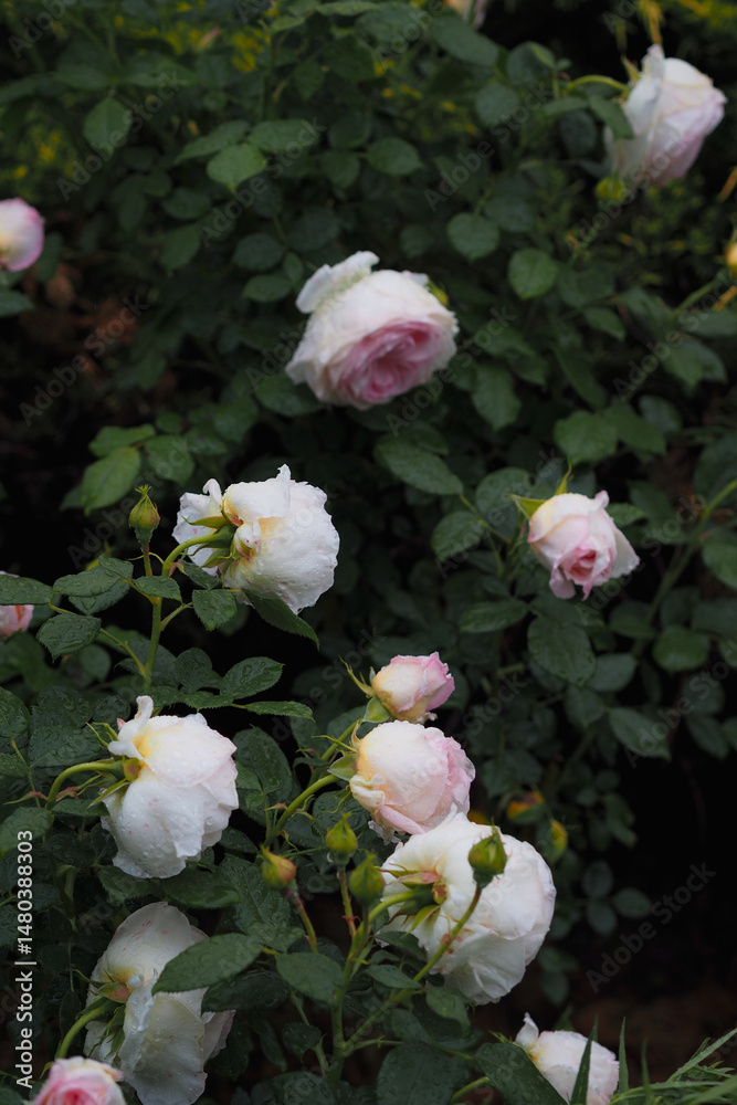 Fototapeta premium Romantic roses “Camille Claudel/Top Cream” in the rain 