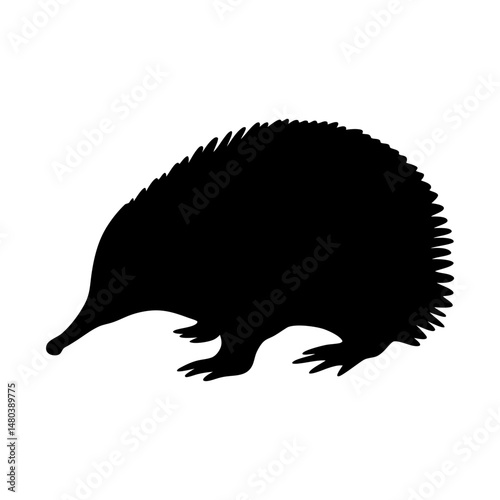 Echidna vector illustration: monochrome echidna, spiny anteater, monotreme, native australian animal