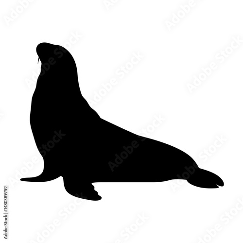 Sea lion silhouette illustration marine mammal aquatic animal wildlife ocean seal black shape vector art
