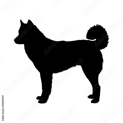 Silhouette of a dog husky pet animal canine mammal domestic breed furry tail standing side view black