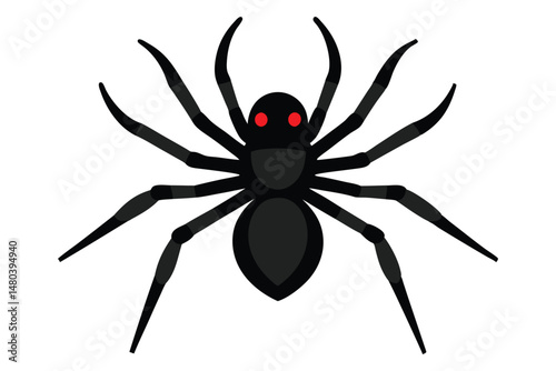 spider on a white background