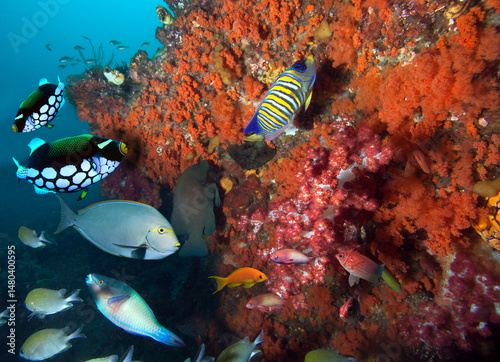 Underwater coral reef background in the clear sea water with colorful fish and marine life.