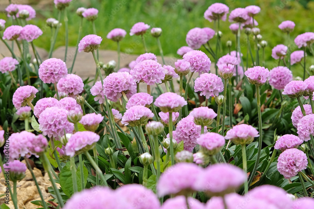 Obraz premium Armeria pseudarmeria ‘Sweet Dreams’, also known as lady’s cushion, thrift, or sea pink in flower.