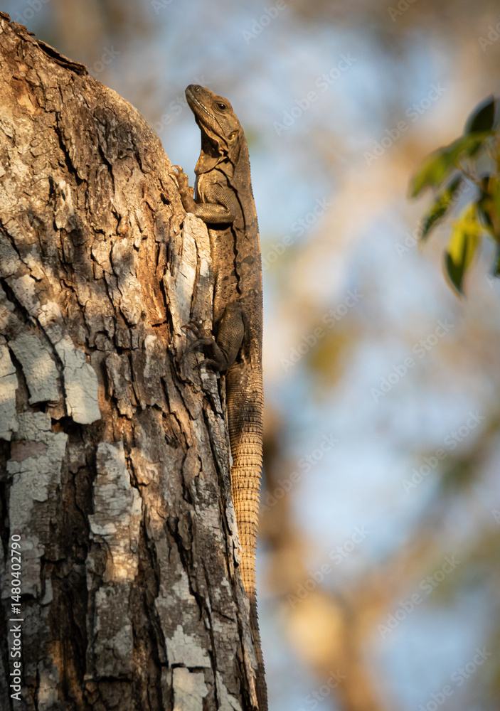 Obraz premium Black iguana climbing a tree in the tropical forest of the Yucatan peninsula with orange warm lighting during golden hour and blurry background in Mexico 