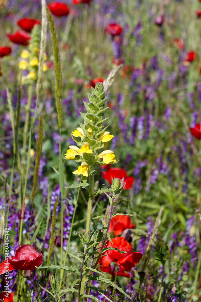 Vibrant wildflower meadow featuring yellow and red blooms during a sunny day in springtime