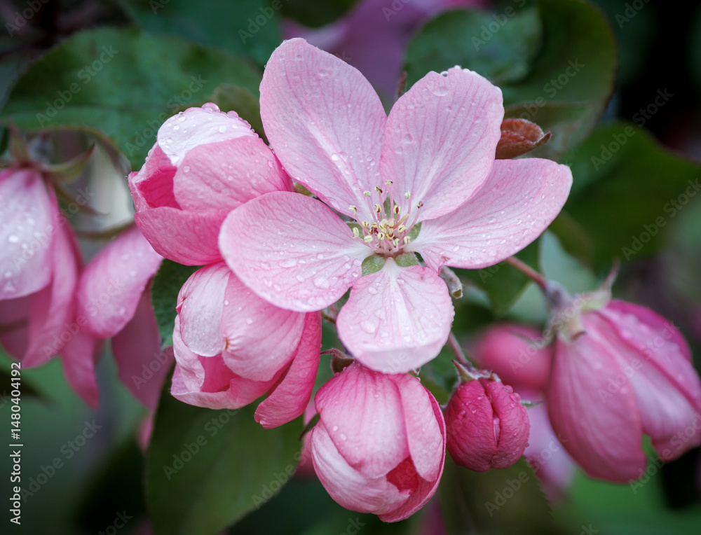 Obraz premium Apple tree in bloom, delicate pink apple tree flowers.