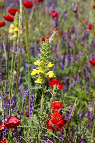 Obraz na płótnie Vibrant wildflower meadow featuring yellow and red blooms during a sunny day in springtime w salonie
