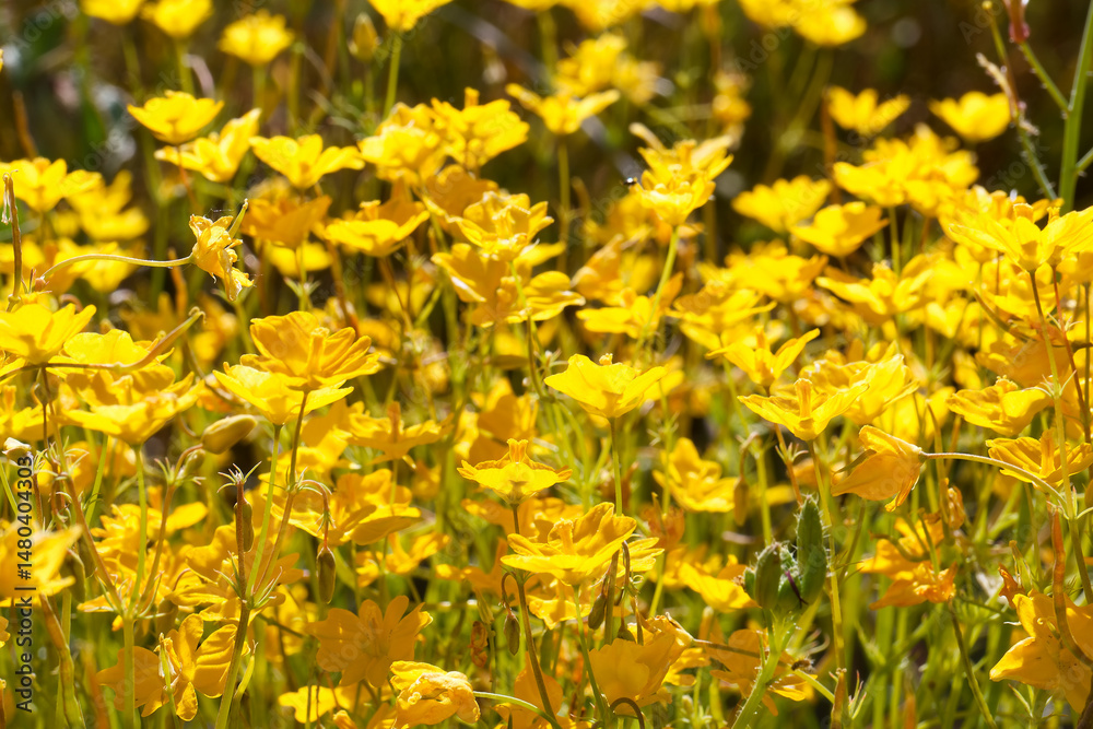 Vibrant yellow wildflowers blooming in a sunny meadow during springtime in a natural landscape