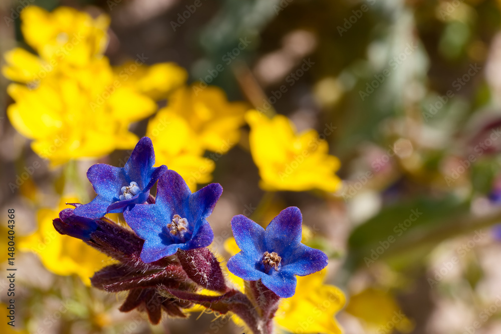 Beautiful wildflowers bloom in vibrant colors during spring in a sunny meadow landscape