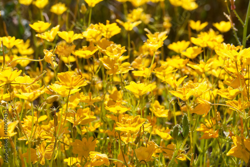 Obraz na płótnie Vibrant yellow wildflowers blooming in a sunny meadow during springtime in a natural landscape w salonie