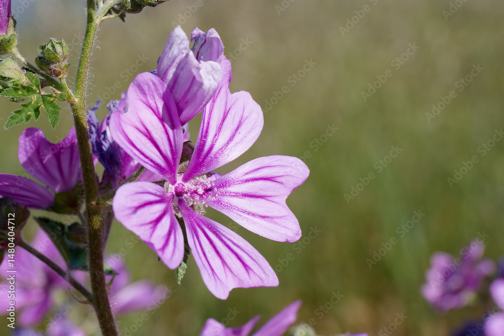 Vibrant purple flower blooming in a sunlit field during springtime