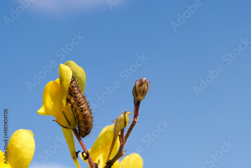 Caterpillar exploring yellow flower under a bright blue sky during daylight hours
