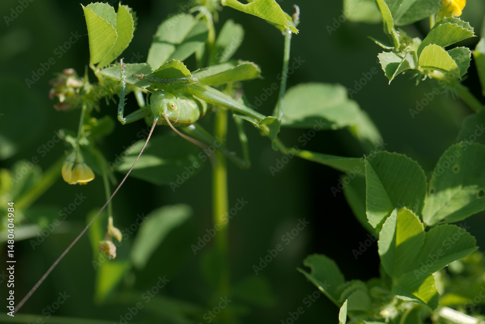 Green grasshopper resting on leaves in a lush garden during a sunny afternoon