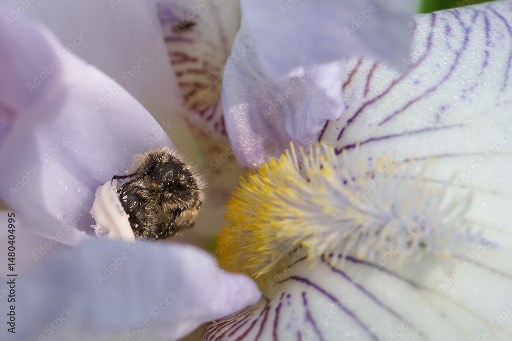 Close up of a bee collecting nectar from a light purple flower in a garden during springtime