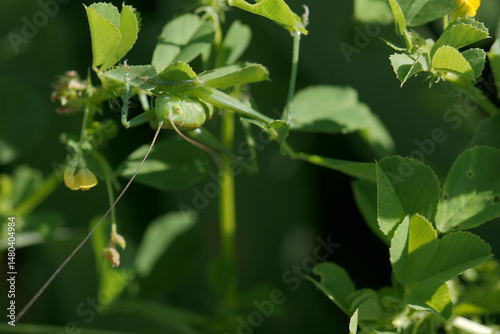 Obraz na płótnie Green grasshopper resting on leaves in a lush garden during a sunny afternoon w salonie