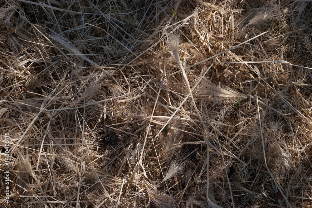 Close view of dry grass and straw laying on ground in early morning sunlight