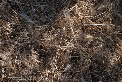 Obraz na płótnie Close view of dry grass and straw laying on ground in early morning sunlight w salonie