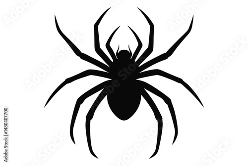 black spider isolated on white background