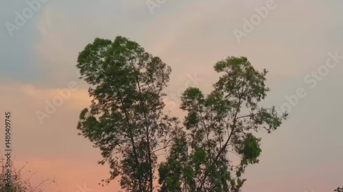 Trees are blowing with sunset background 
