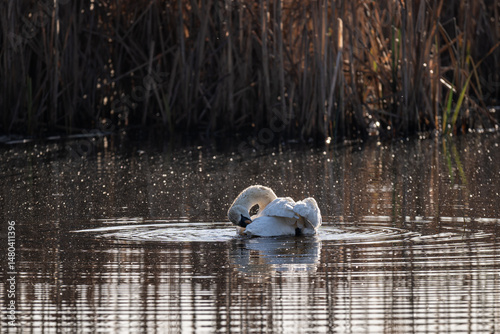Fototapeta Naklejka Na Ścianę i Meble -  A white swan is preening its feathers.
