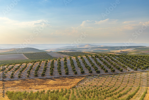 Endless olive tree fields covering hills in Andalucia, Spain